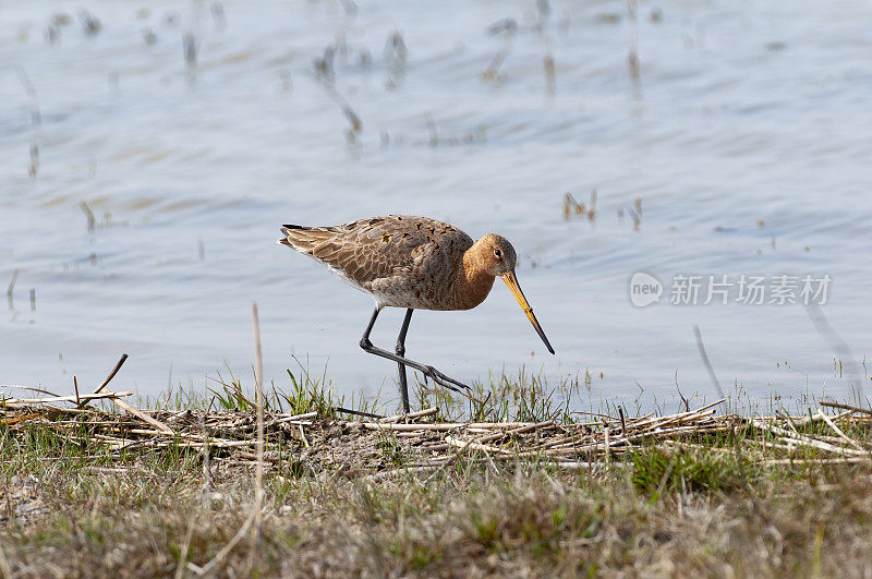 黑尾金丝雀(Limosa Limosa)